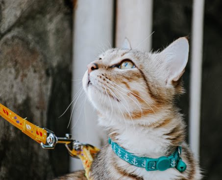 How to leash walk your cat