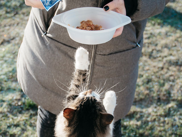 Kattenoppas Ikpasopjouwkat