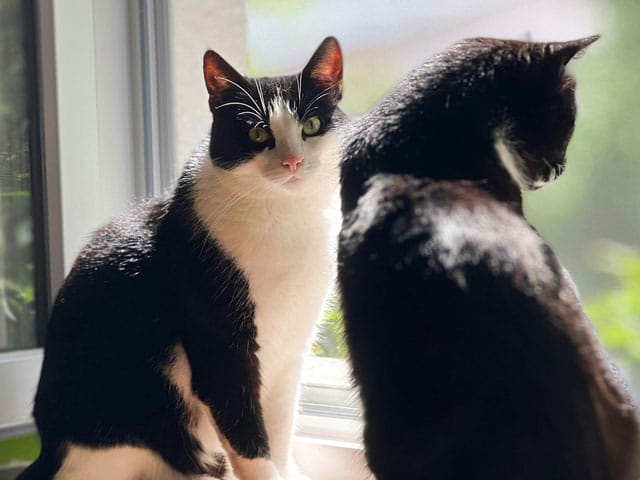 Een nieuwe kat in huis